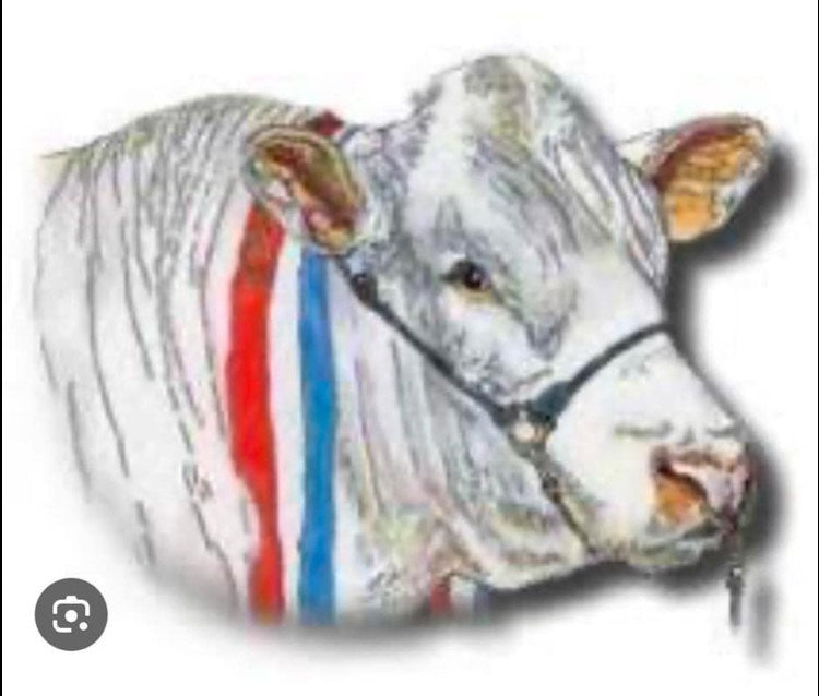 Commission: March, 2025 - 'Sundance' | Original Australian Bull Painting
